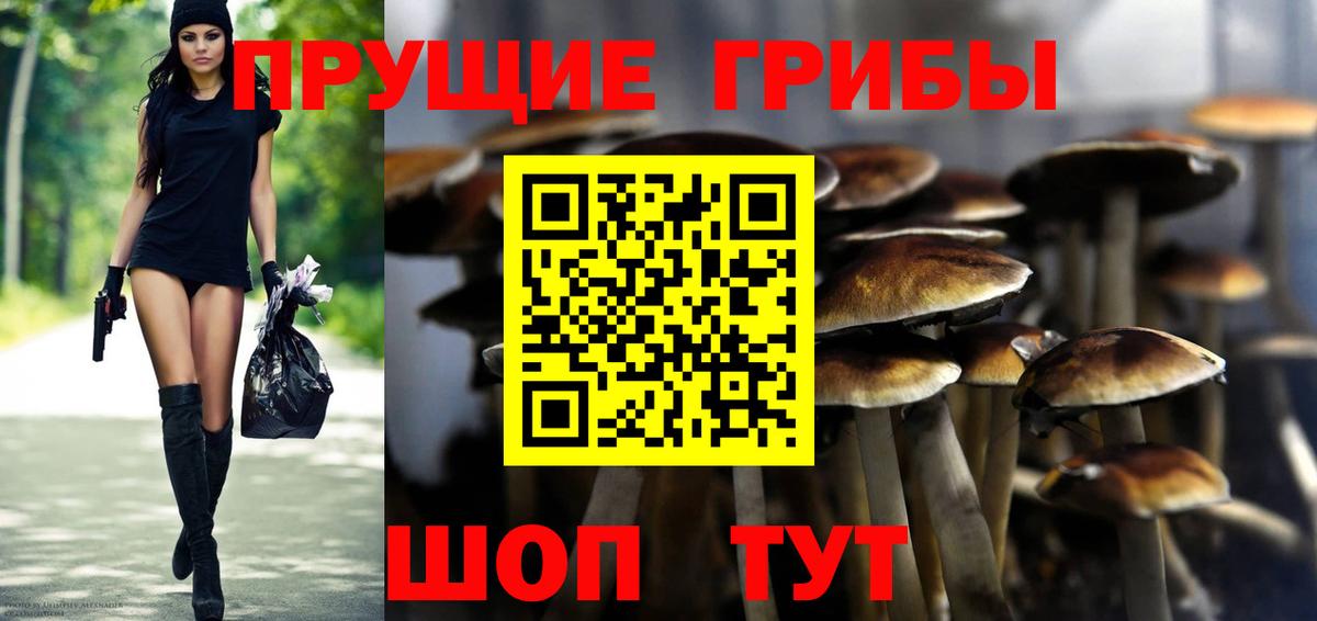 Галлюциногенные грибы Psilocybine cubensis Донской